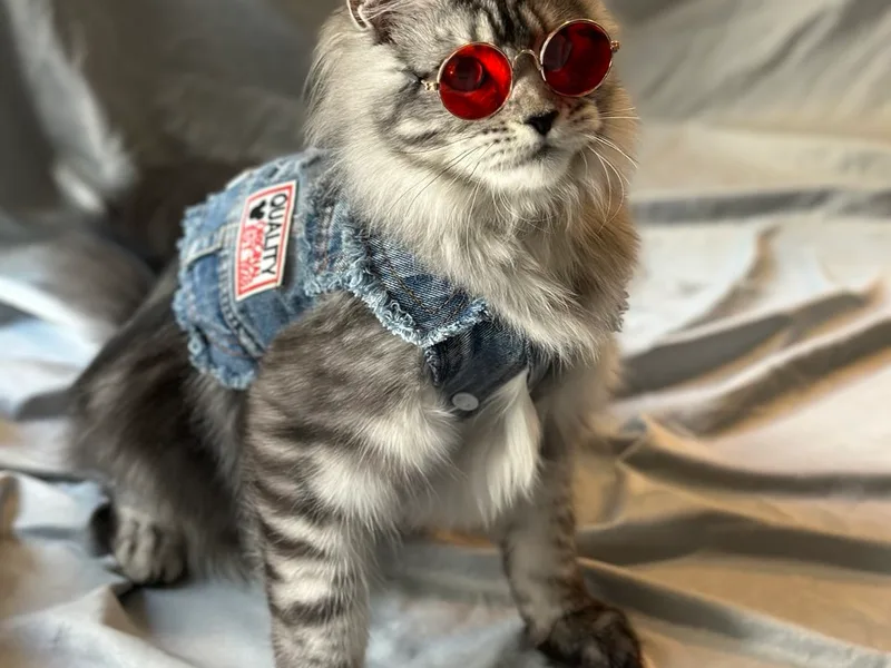 RockStarCoons photo 1