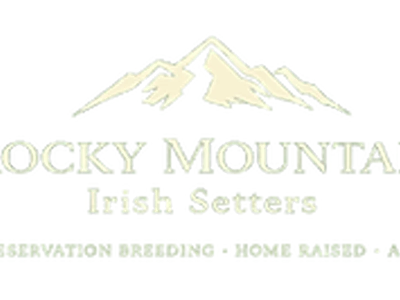 ROCKY MOUNTAIN IRISH SETTERS