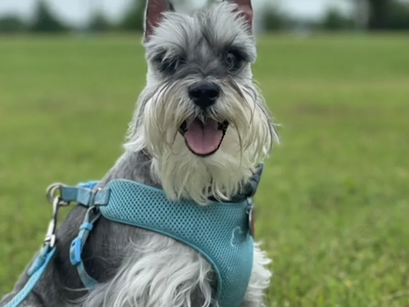 RoJo's Miniature Schnauzers
