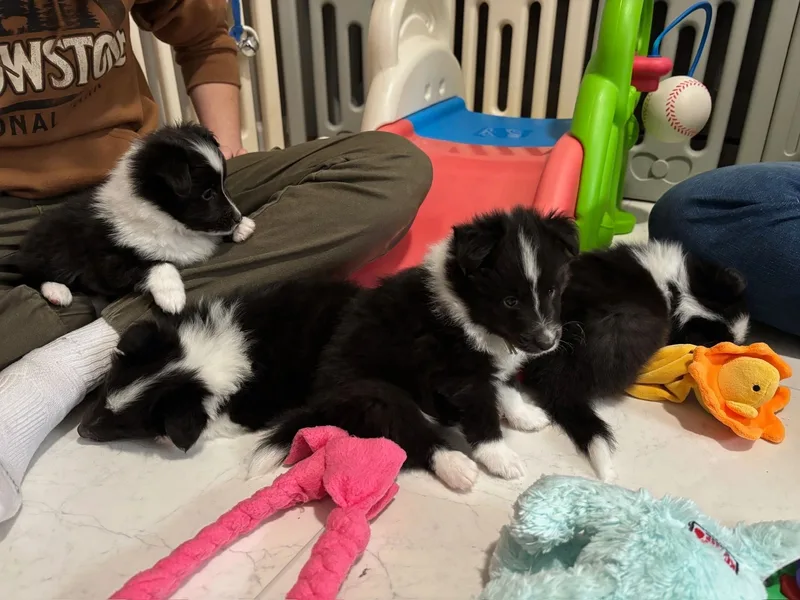 Rollinghills Breeders