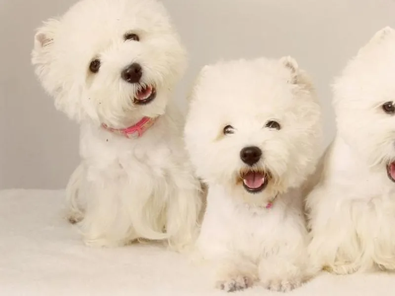 Rose Carpenter KenLakes Westies