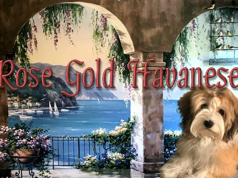 Rose Gold Havanese