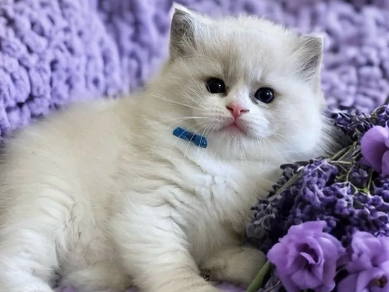 Rosecityfelines photo 1