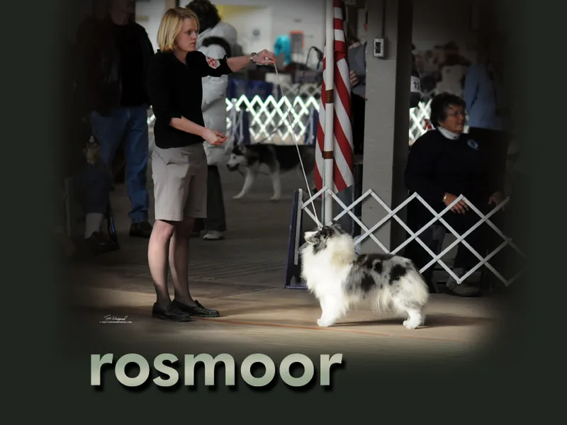 Rosmoor Shetland Sheepdogs, established 1964