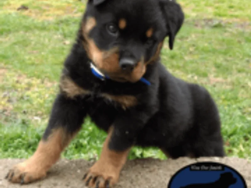 Rottie Squad Kennel
