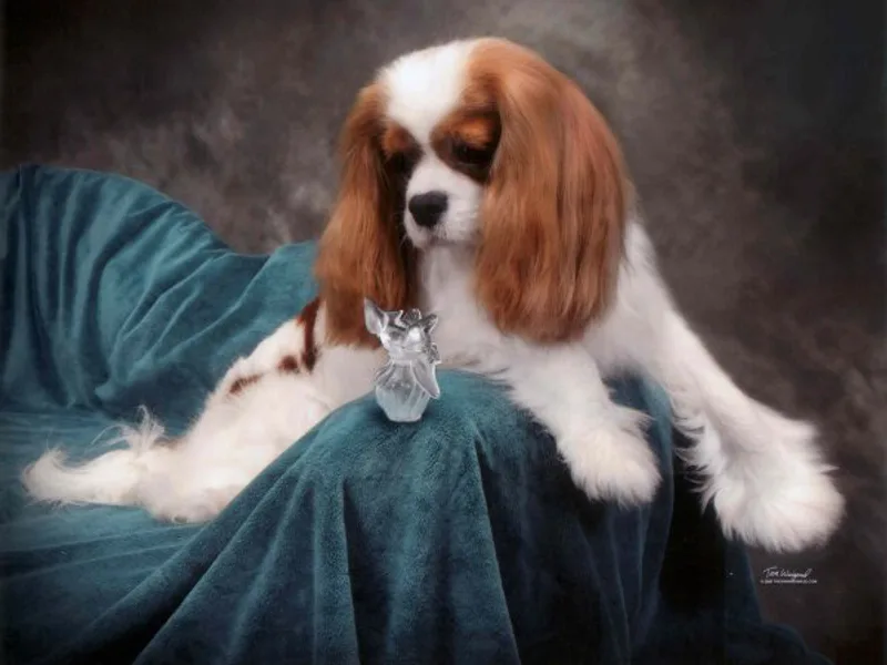 Roxburys Havanese & Kings Court Cavaliers