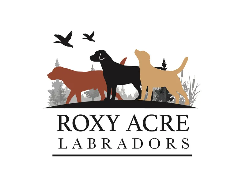 Roxy Acre Labradors  photo 1