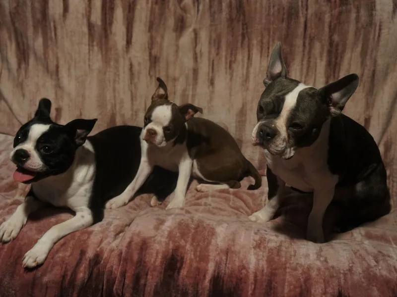 Royal Bostons of Ohio