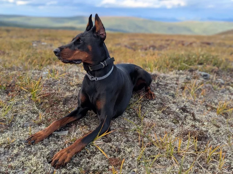 Royal Dynasty Dobermann Kennel
