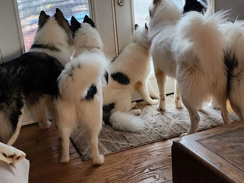 Royal Siberian Huskies 3