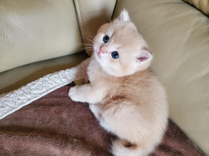 RoyalShowCatsUS photo 1