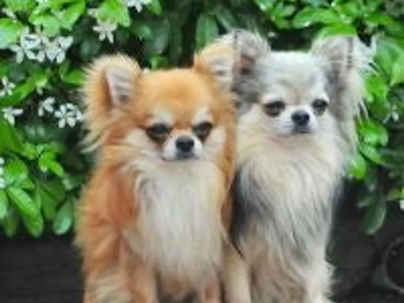 Rubyanlo Toy Dogs photo 1