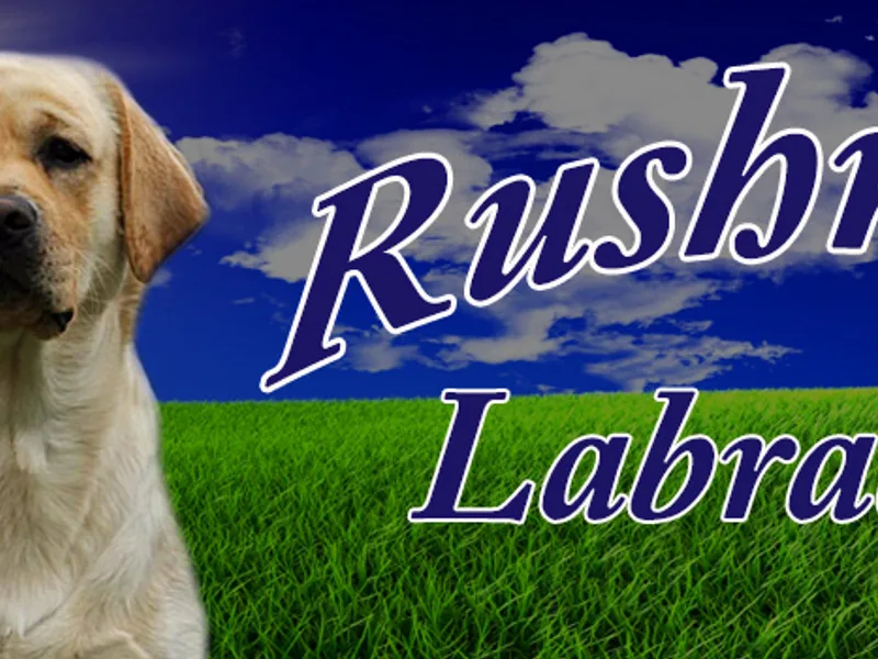 Rushmere Labradors