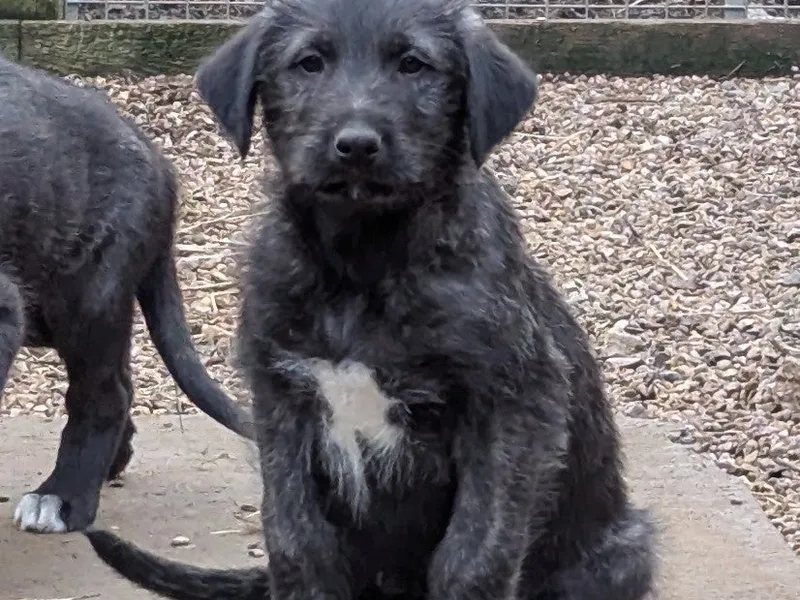 Rushmill Kennels photo 1