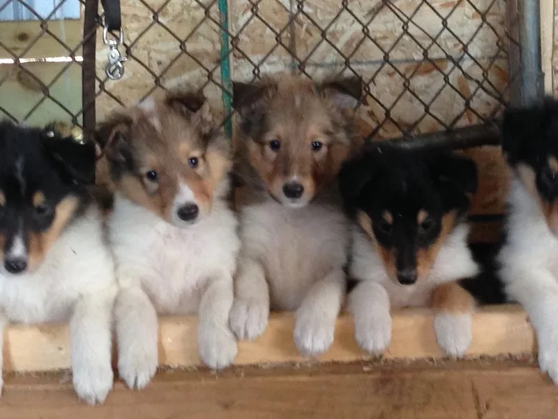 Rusty Spur Collies