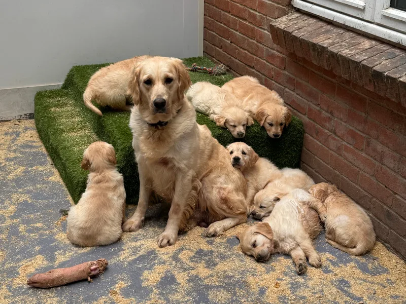 S H kennels  photo 1