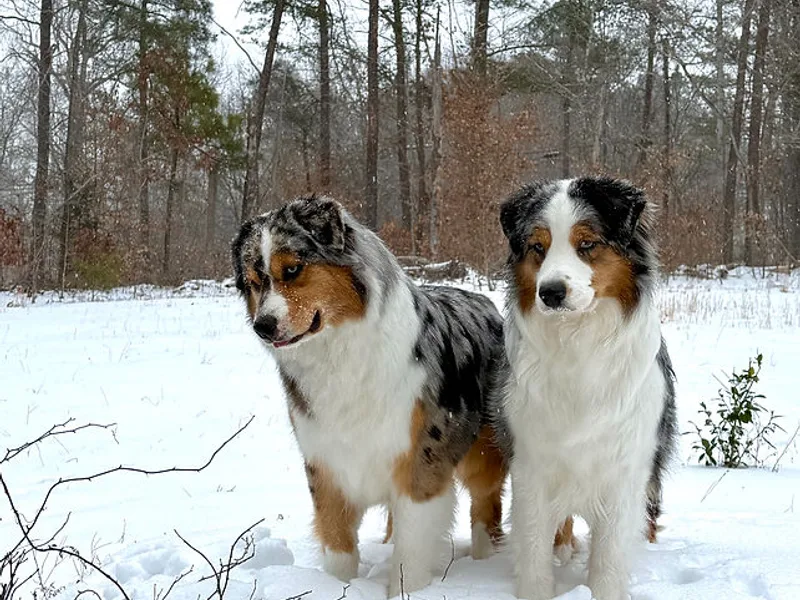 Sacré-Cœur Australian Shepherds