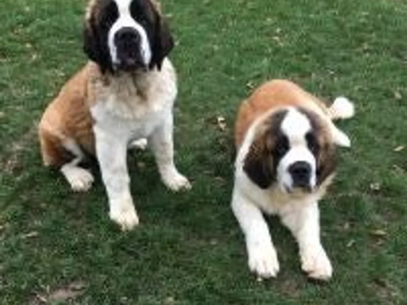 Saint Bernards photo 1