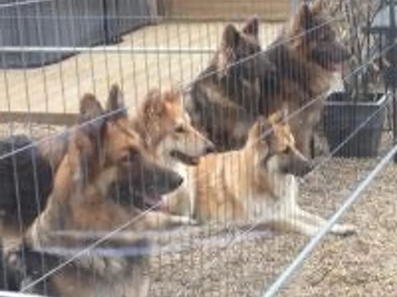 Saramibar German shepherds photo 1