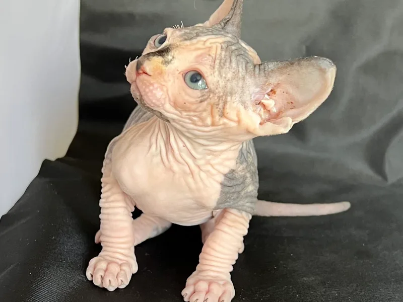 Saturnsphynx