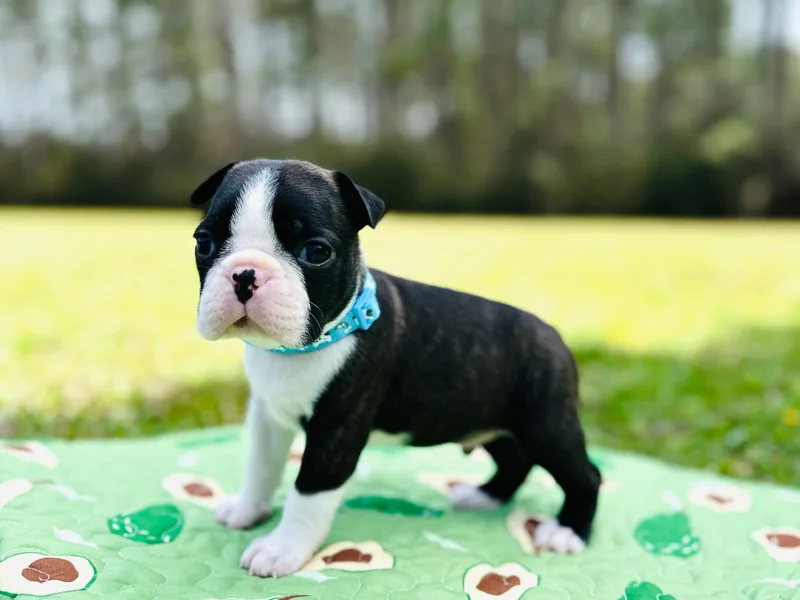 Savana’s Boston Terriers