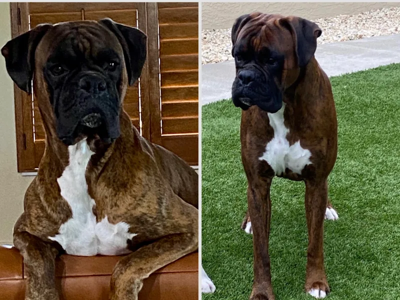 Savannah / Hamlet Glen Boxers