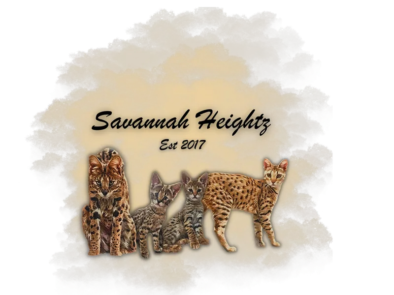 SavannahHeightz