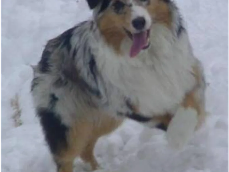 Schaefer's Miniature American Shepherds