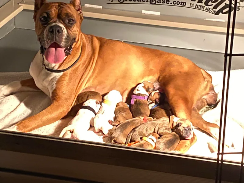 Schaible's Boxer Huddle