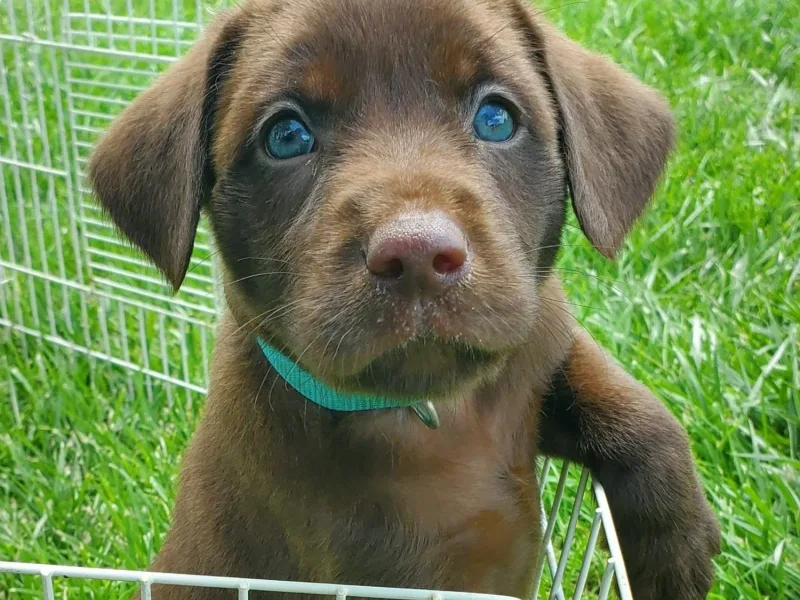 Schroeder Ridge Farm