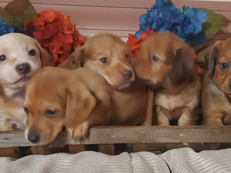 Schuylkill Mt Puppies