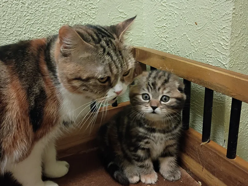 Scottishfold22