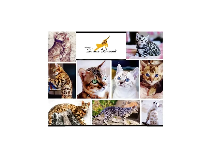 Sddreambengals