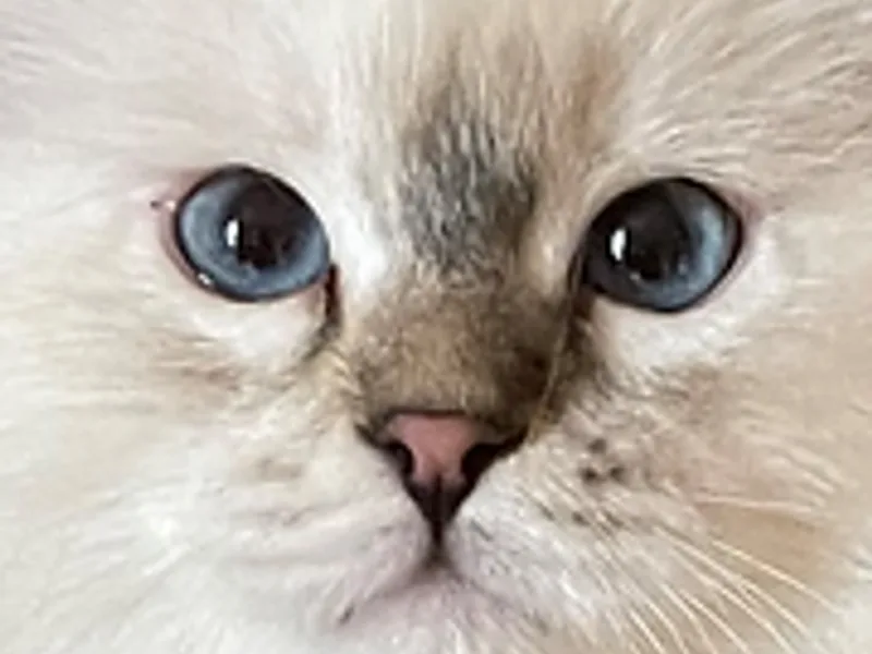 Serendipkitty photo 1
