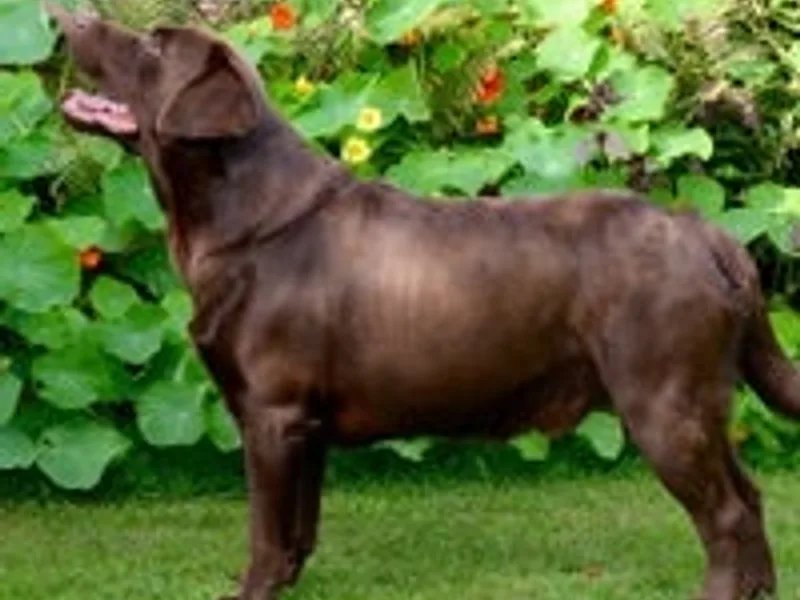 Serenedale Labradors photo 1