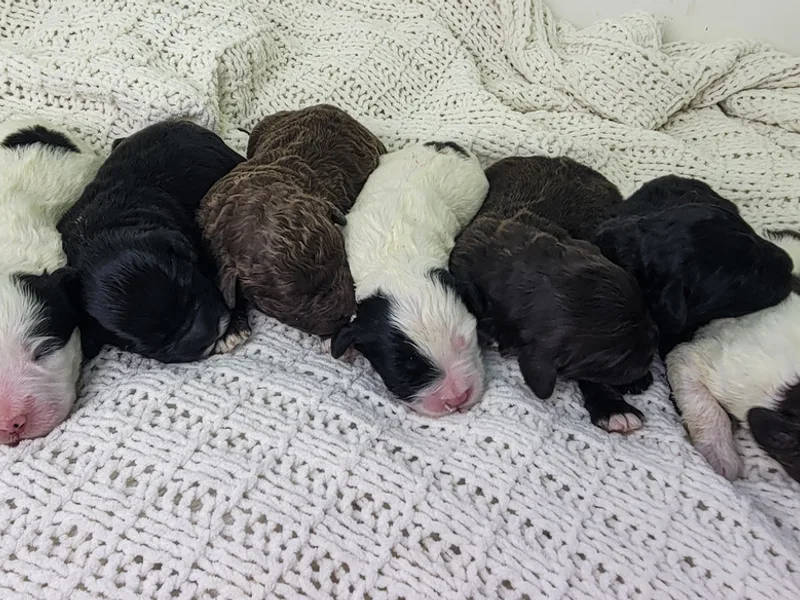 Serenity View Puppies