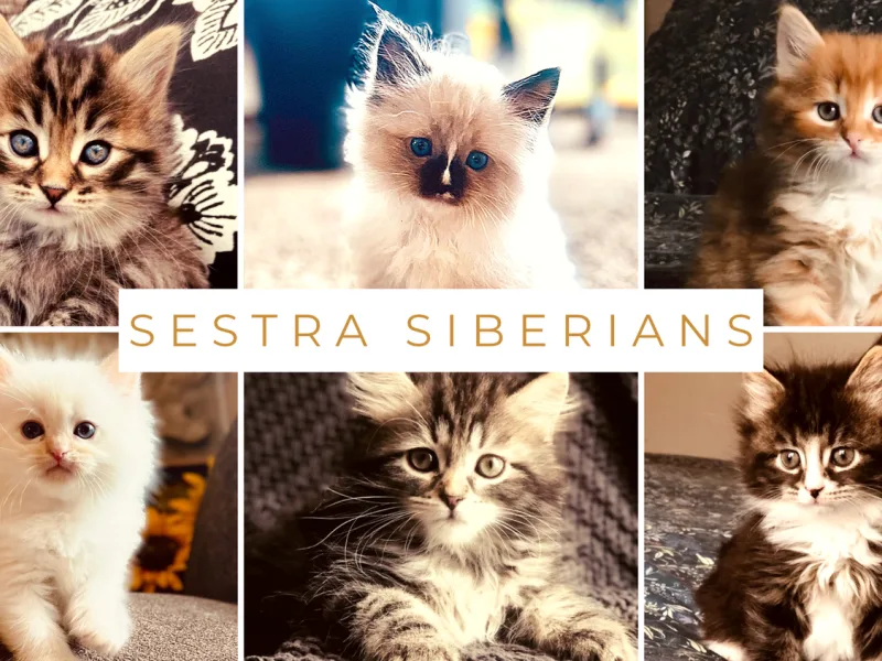 Sestra Siberians