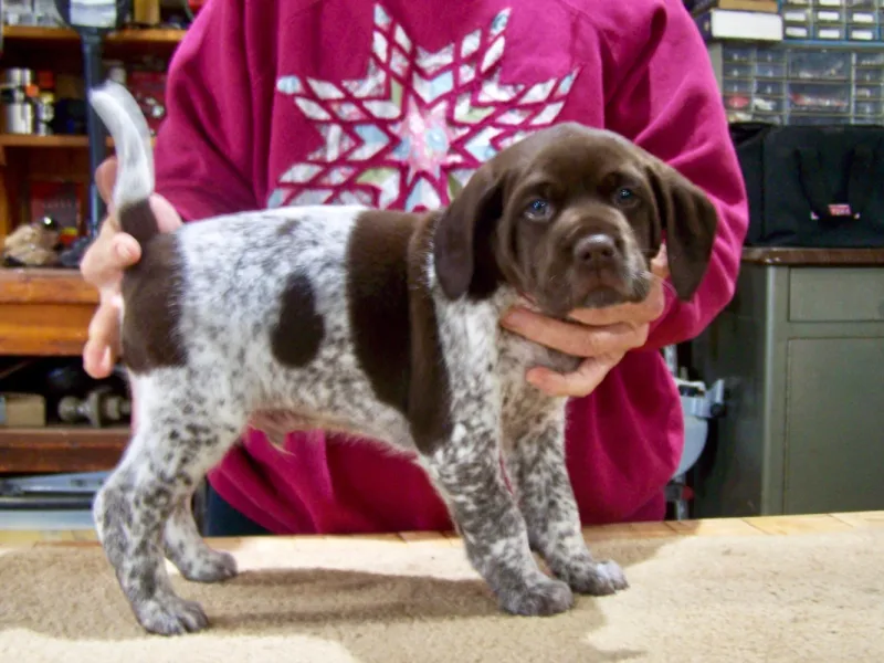 Settles Ford GSP Kennels