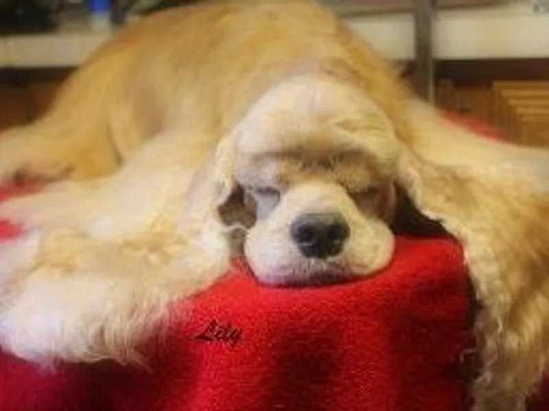 Shadool's Cocker Spaniels.