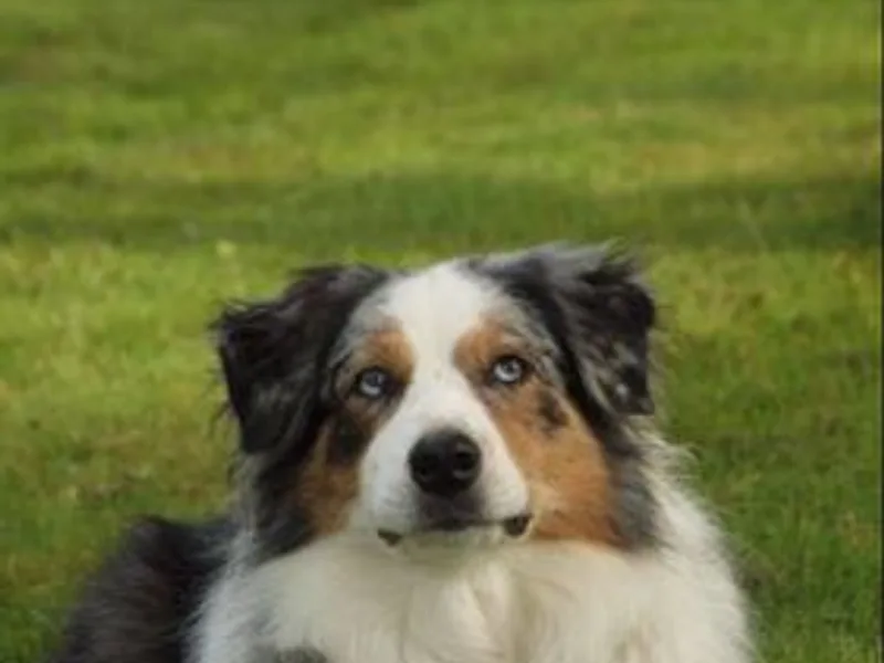 Shadowood Australian Shepherds