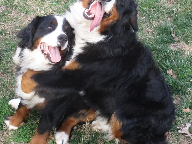 Shady Oak Bernese and Shiba Inu