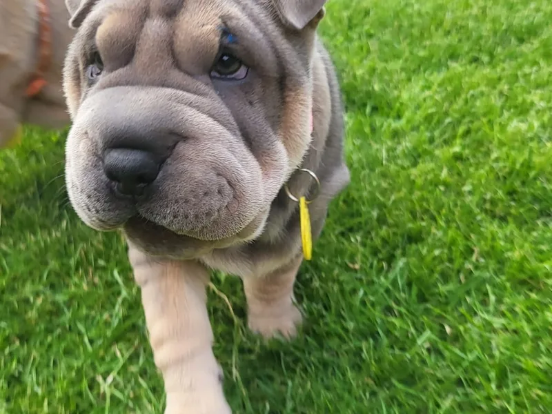 sharpei_land_ photo 1