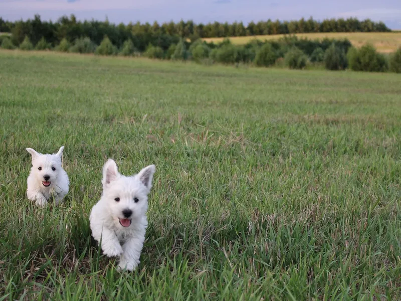Shay's Westies