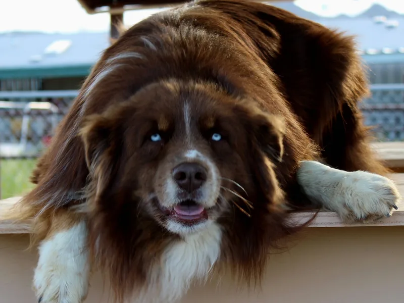 Shelby Tunnell of Rockin' Diamond T Australian Shepherds