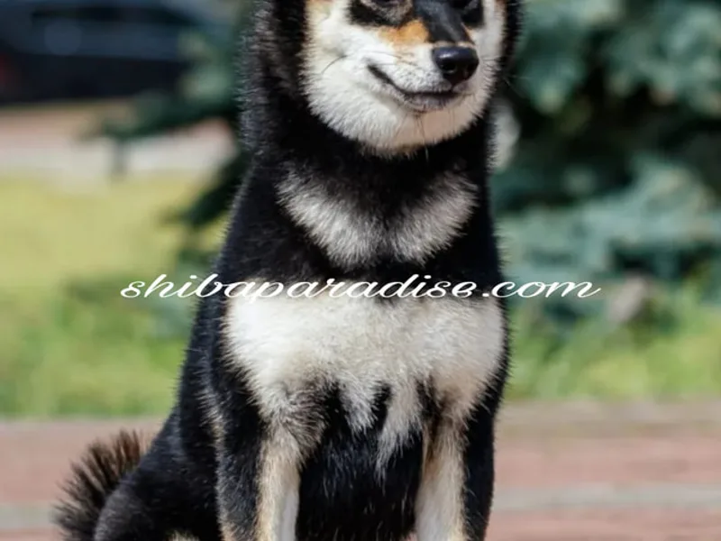 Shibaparadise