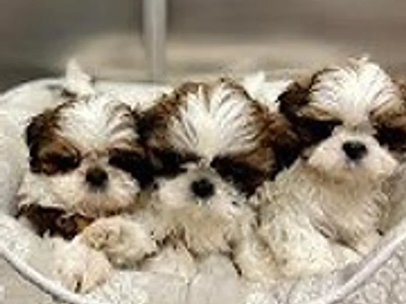 Shih Tzu Lovins - Katie Corley