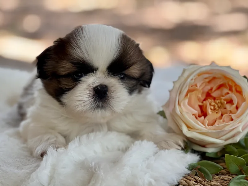 Shih Tzu's To Love