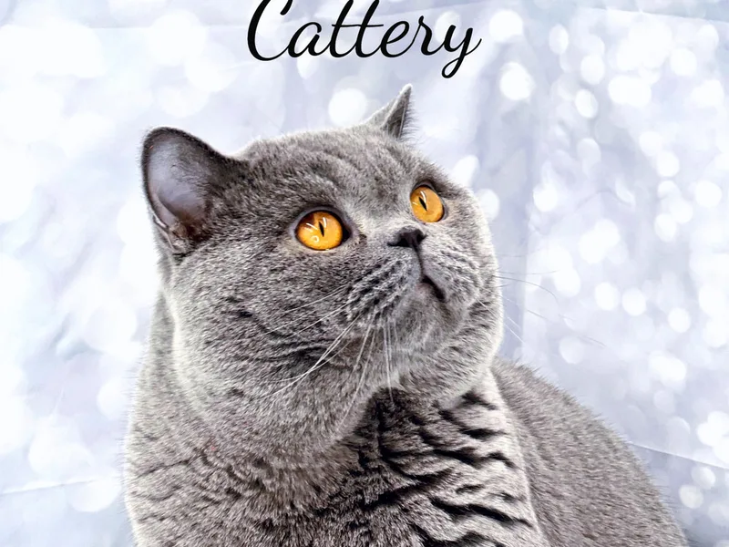 Shiningbluecats