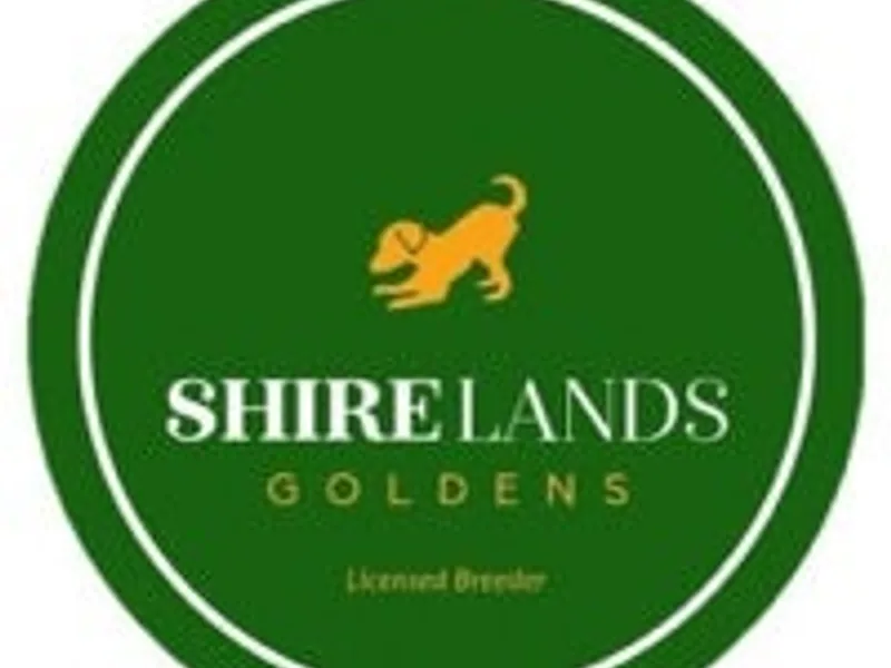 SHIRELANDS GOLDENS photo 1
