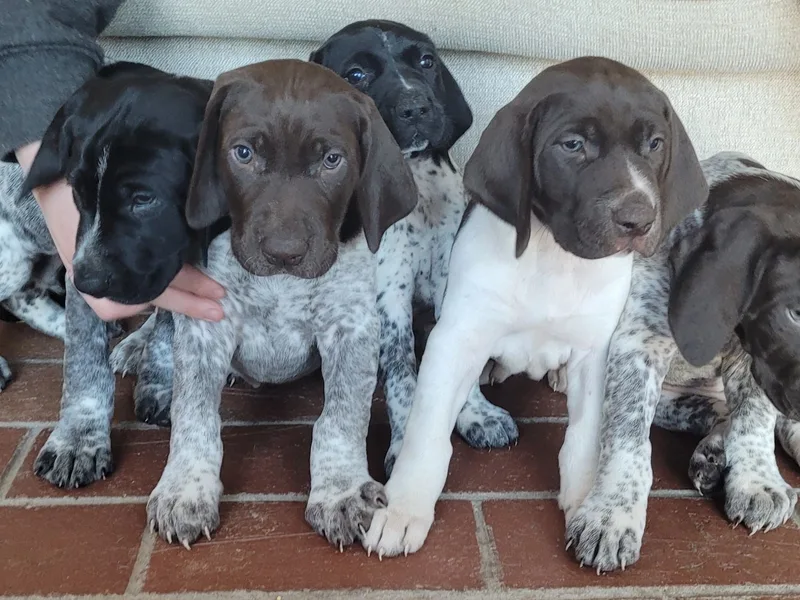 Shotgun Pointer Kennel